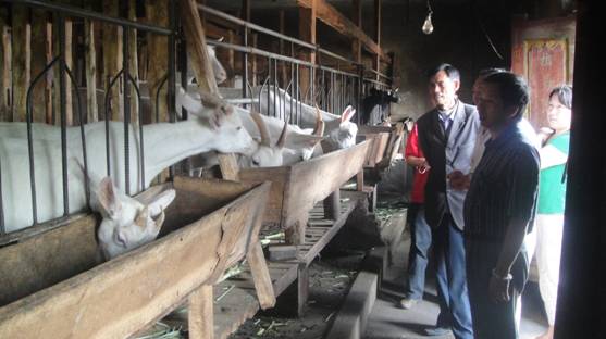 陆良奶山羊生产情况调查